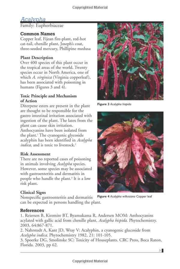 Poinsettia Plants: Are They Poisonous to Pets?