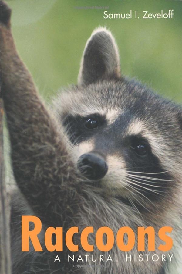 ### Pet Raccoon for Sale: Your Unique Companion Awaits!