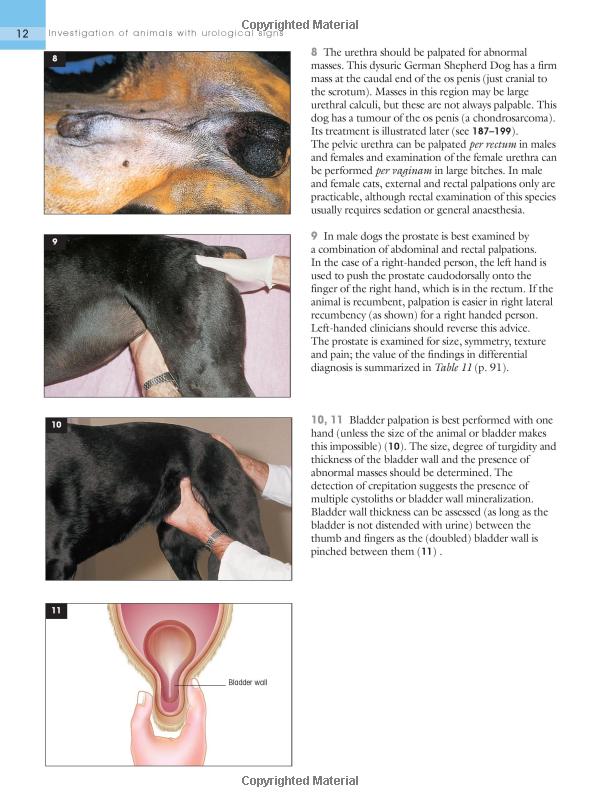  Understanding Pet Respiratory Illness: Symptoms, Causes, and Treatment Options